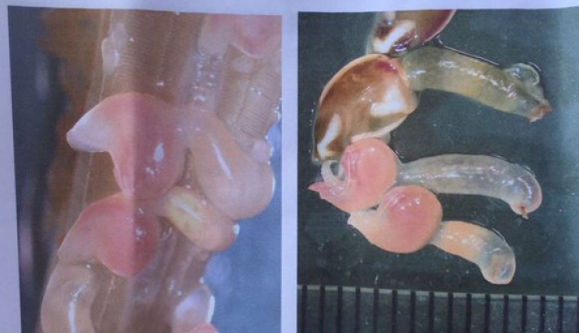 古剑奇谭ol首部资料片剑鸣流花即将上线 剑鸣流花资料片内容:AG篮球(图2) AG体育